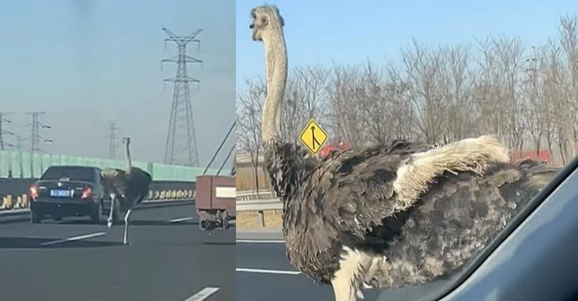 ostrich-road