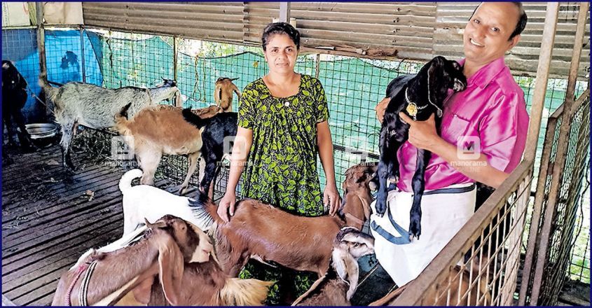 levy-goat levy-goat