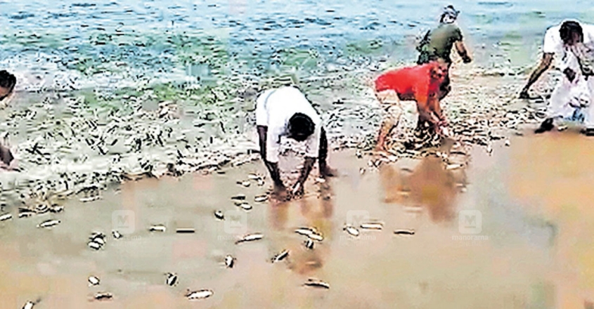 tirur-fish
