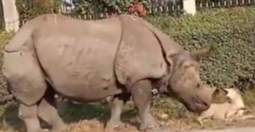 rhinocer