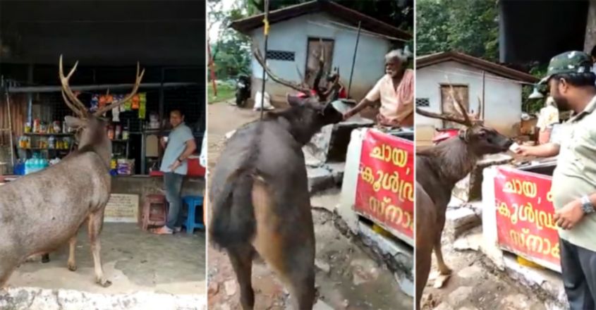 watch-sambar-deer-visits-a-hotel-heres-what-happens-image-845-440