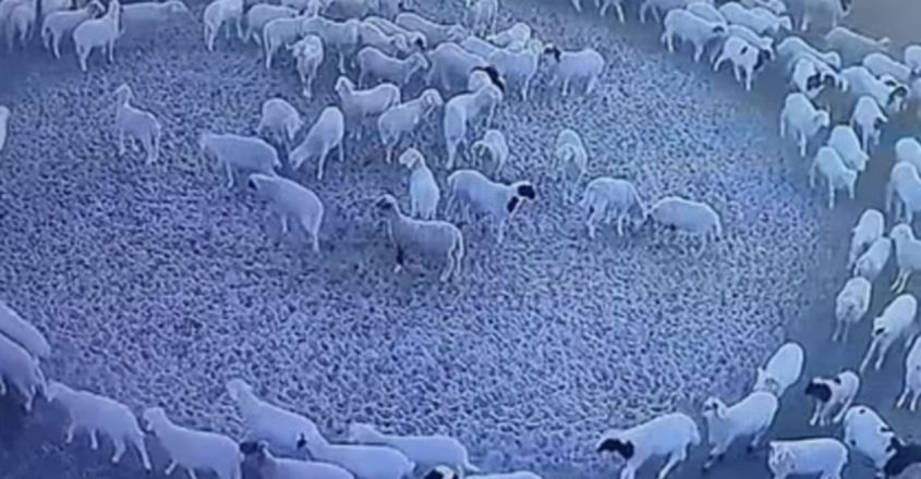 sheep sheep