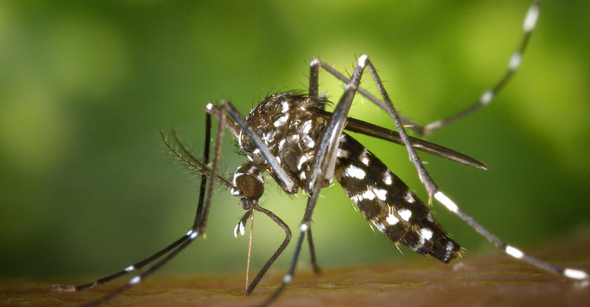 asiantigermosquito-29