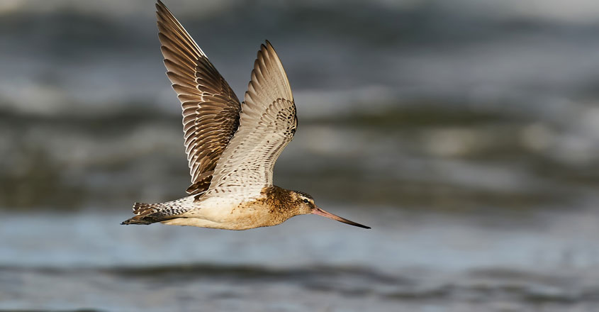 ചിത്രം: ഗൂഗിൾ