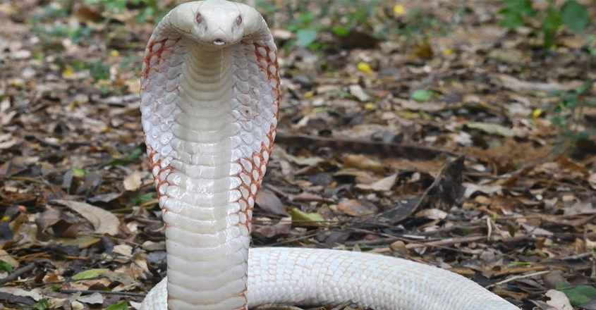 white-cobra