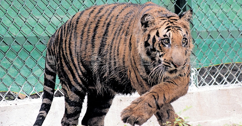 tiger