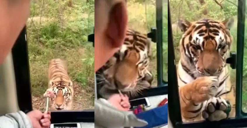 tiger