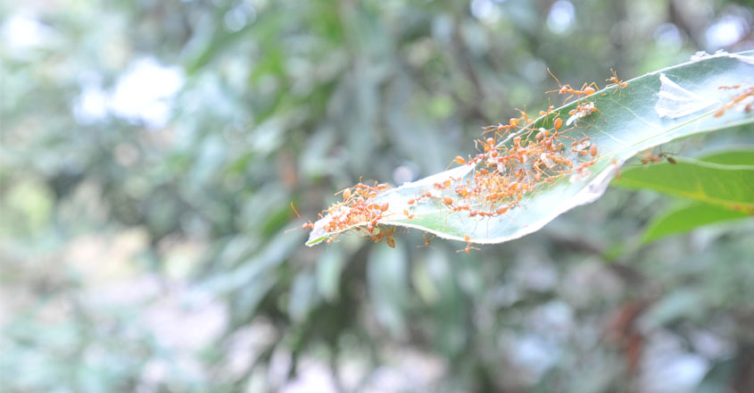 ചിത്രം: രാജൻ എം. തോമസ്