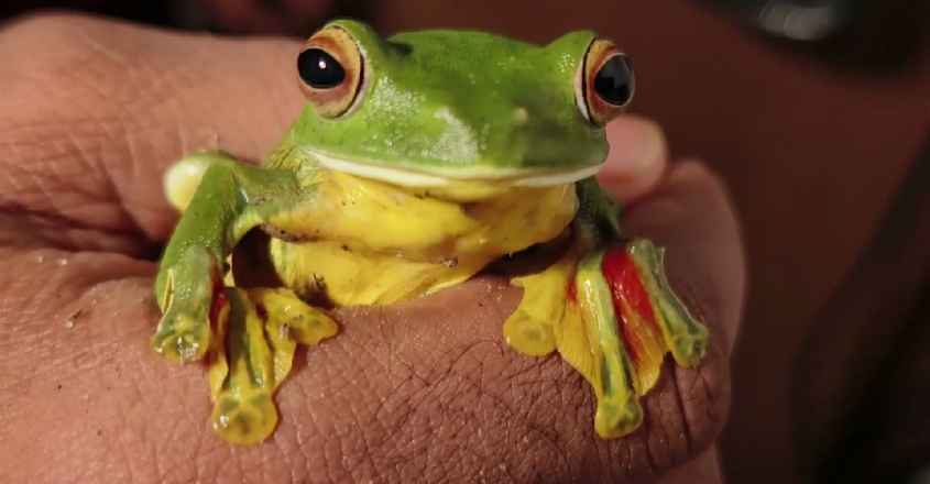 flying-frog-spotted-in-trivandrum