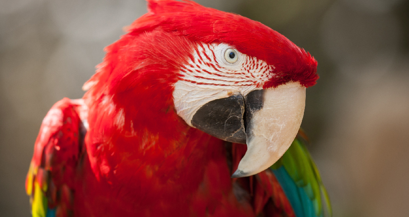 parrot-01