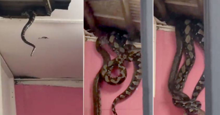 Snake Explodes പതിവായി വീടിന്റെ സീലിങ്ങിൽ അസാധാരണ ശബ്ദം; സംഭവം കണ്ടപ്പോൾ വീട്ടുകാർ ഞെട്ടി