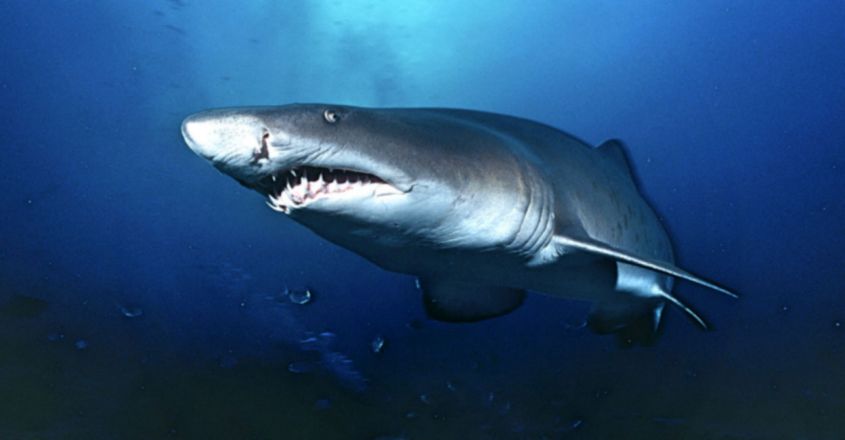 shark shark