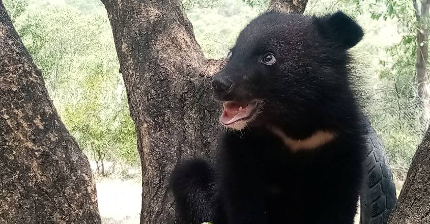 Thought it was a dog and raised it;  Two years later, the story changed  China |  pet |  dog |  bear |  wild animals