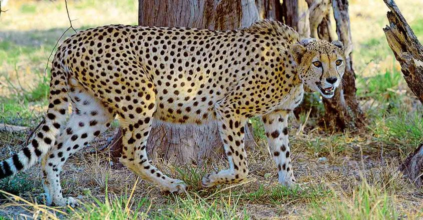 cheetah-image-845-440-1-
