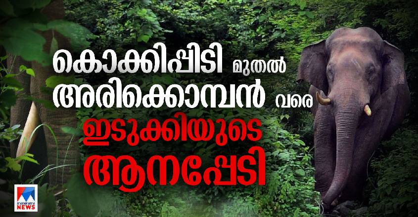 kokkipiditoarikombanidukkielephants