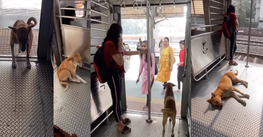 dog-train