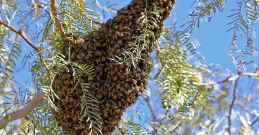 one-legged-us-man-attacked-by-1-000-killer-bees-stung-over-250-times-image-845-440