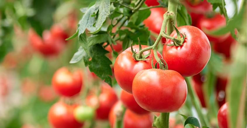 tomato12