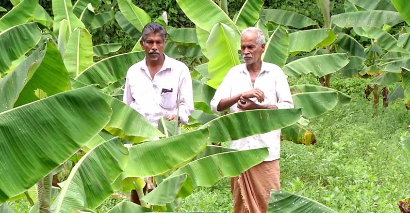 friends-farming-in-kozhikode