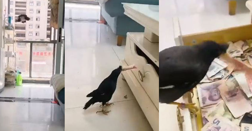 Amazing Pet Bird Steals Money and Goes Viral on Social Media