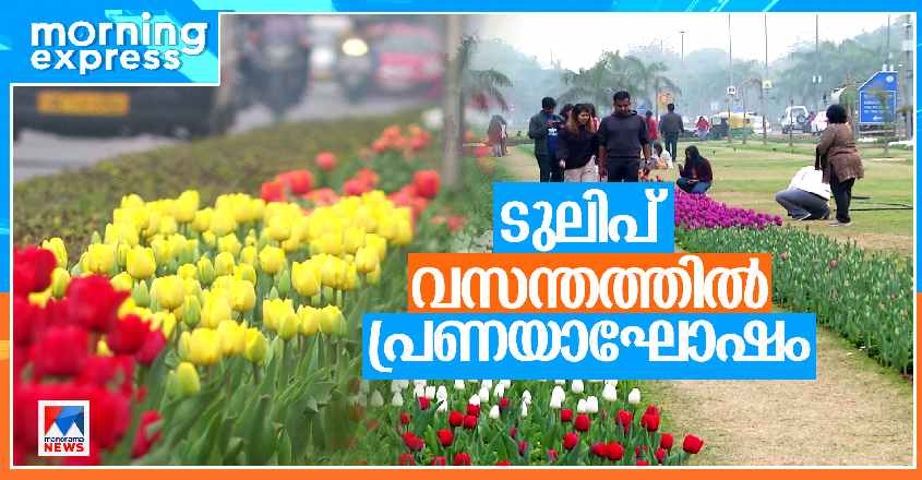 tulips-delhi