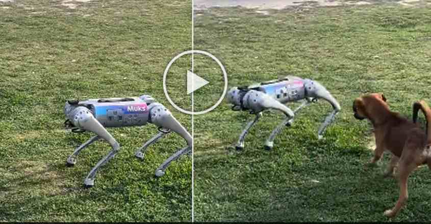 Robot-Dog