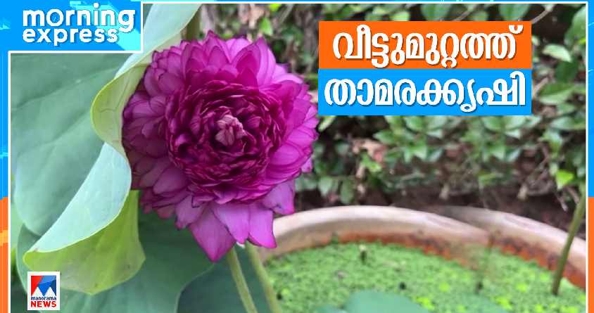 lotus-farming lotus-farming