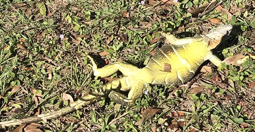 chameleon chameleon