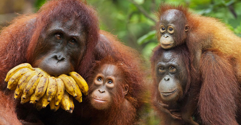 lk-orangutans-t lk-orangutans-t