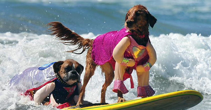 surfing-dog surfing-dog