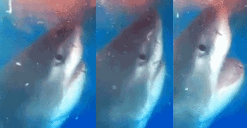 great-white-shark great-white-shark