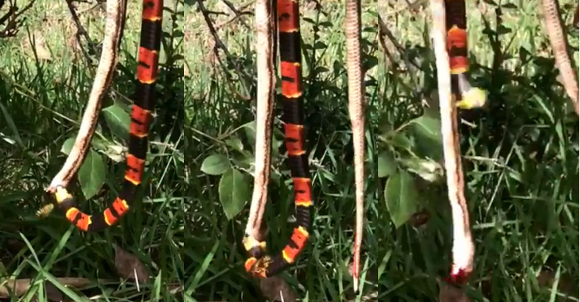 snake-video snake-video