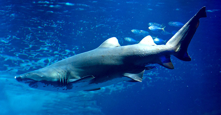 shark-attack-tiger shark-attack-tiger