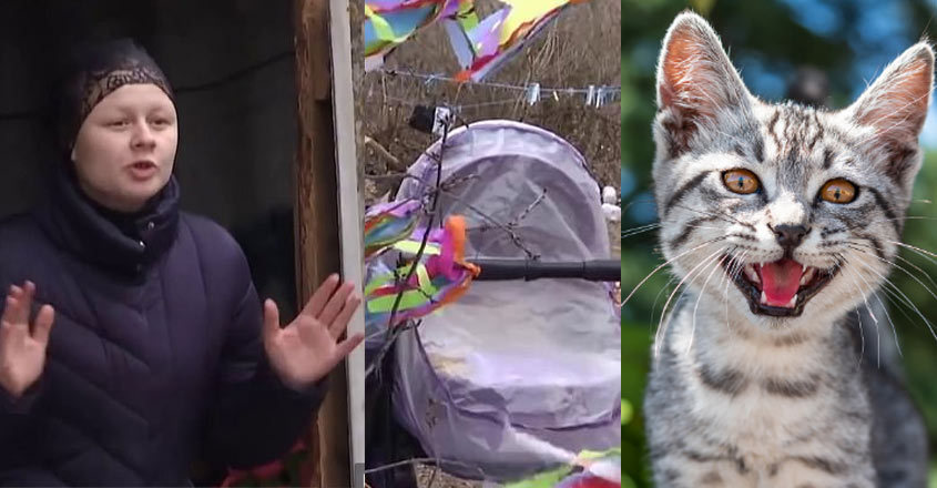 baby-cat baby-cat