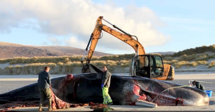whale-sea-waste whale-sea-waste