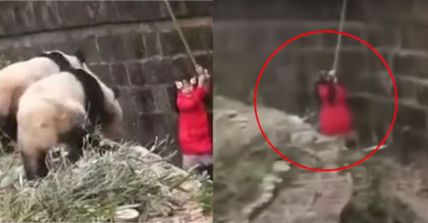 girl-panda girl-panda