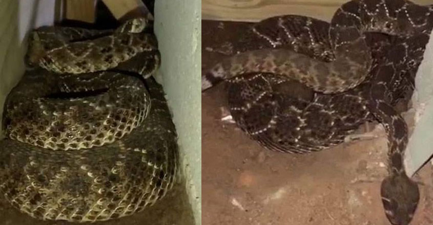 snake34 snake34
