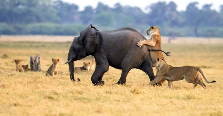 elephant-lion-park-1 elephant-lion-park-1