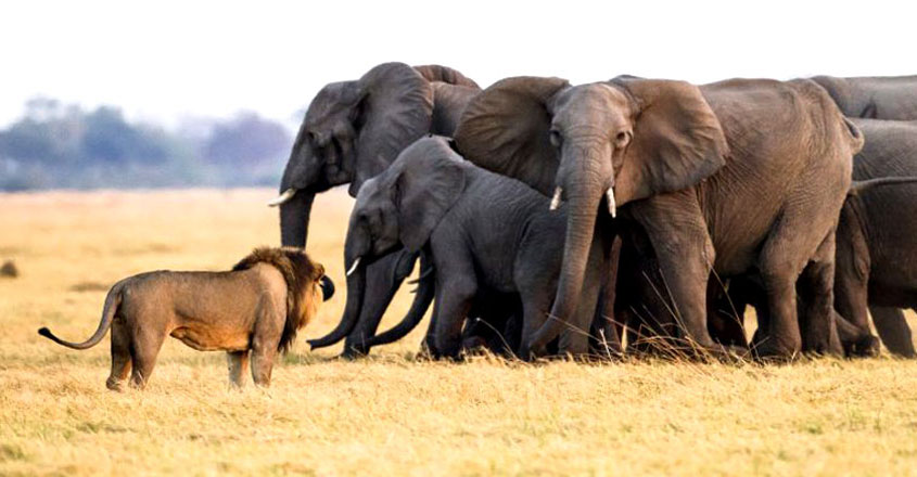 elephant-lion-park-2 elephant-lion-park-2