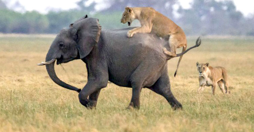 elephant-lion-park elephant-lion-park