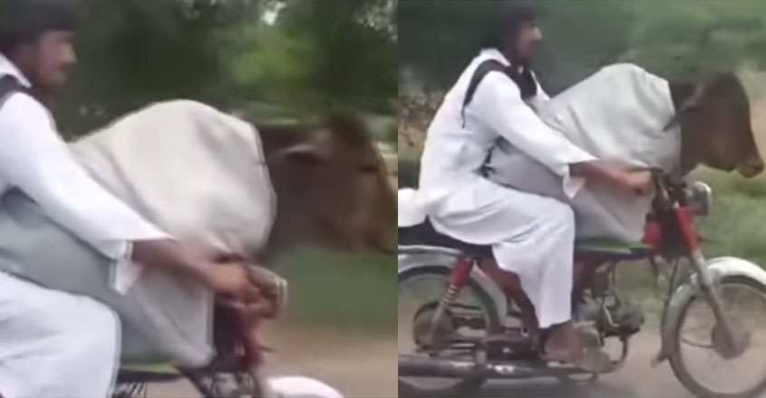bike-cow-video bike-cow-video