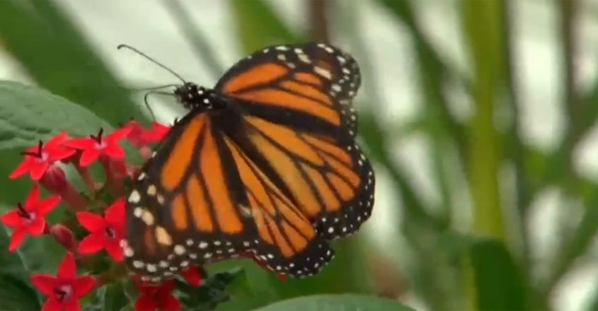 butterfly butterfly