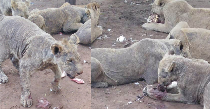 lion-cub lion-cub