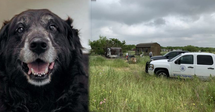 dog-america-11 dog-america-11