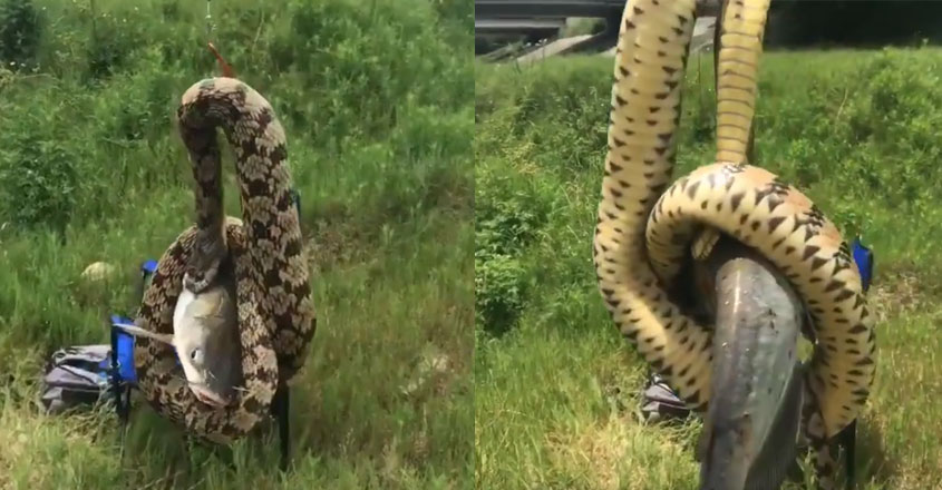 snake-fishing-net snake-fishing-net