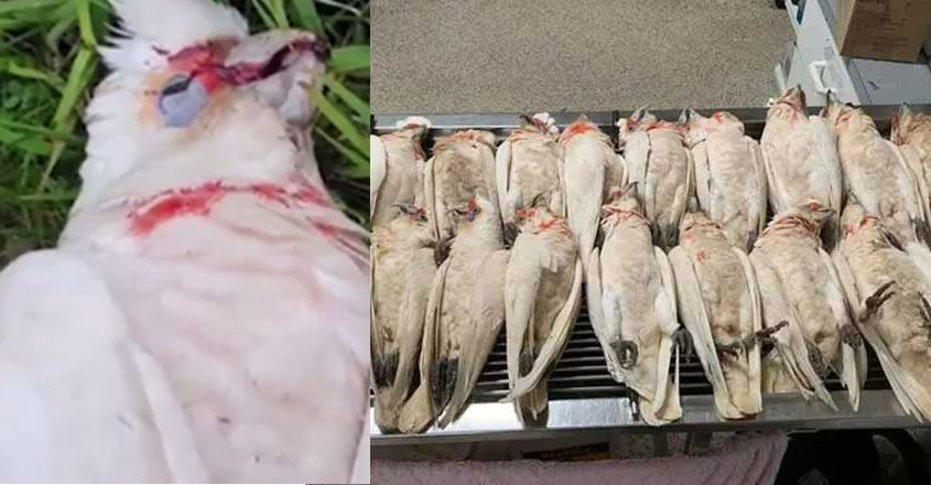 bird-death-australia bird-death-australia