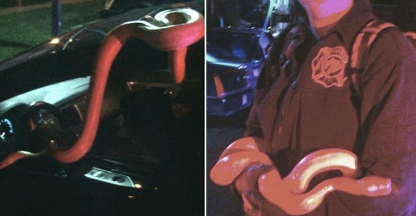 snake-driver snake-driver