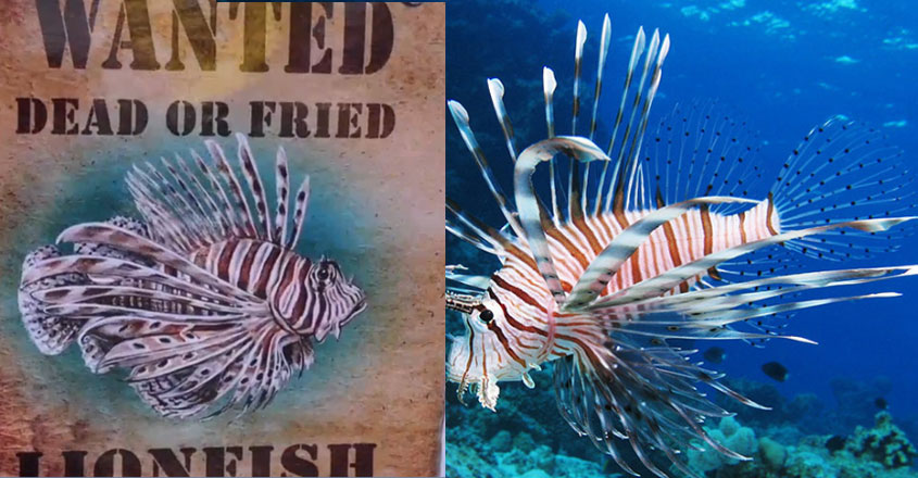 lionfish19 lionfish19