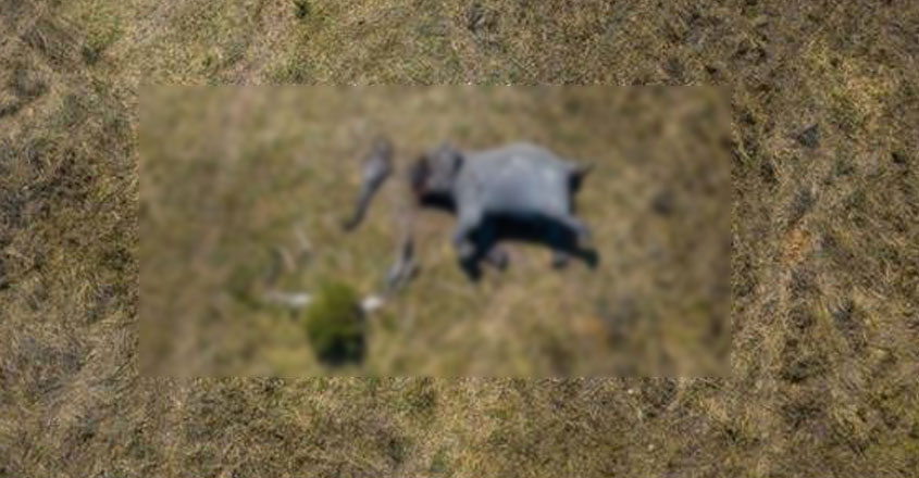 elephant-dead-body elephant-dead-body