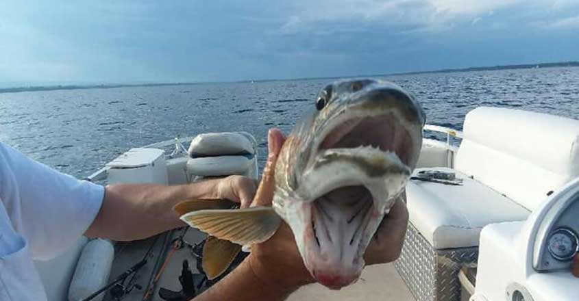 fish-with-two-mouths-shocks-the-2internet fish-with-two-mouths-shocks-the-2internet
